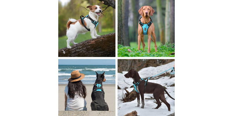 Różne rasy psów noszące niebieskie szelki Walky Guard od HUGGY DOGGY