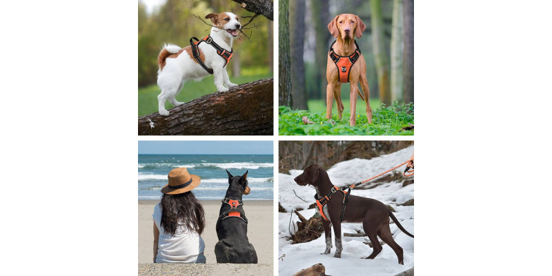 Różne rasy psów prezentujące pomarańczowe szelki Walky Guard od HUGGY DOGGY
