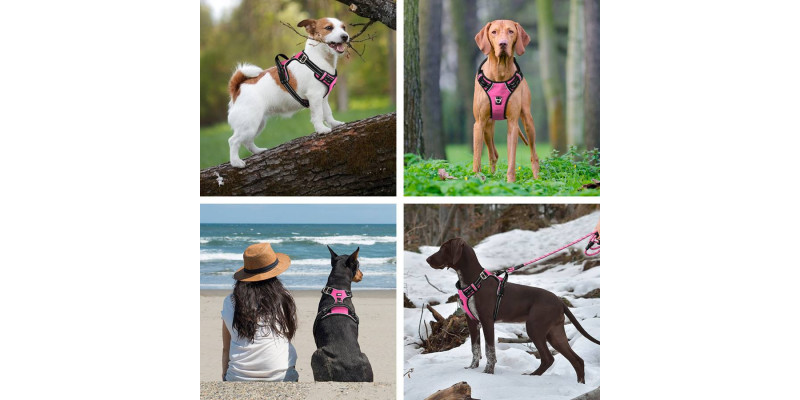 Różne rasy psów w różowych szelkach Walky Guard od HUGGY DOGGY