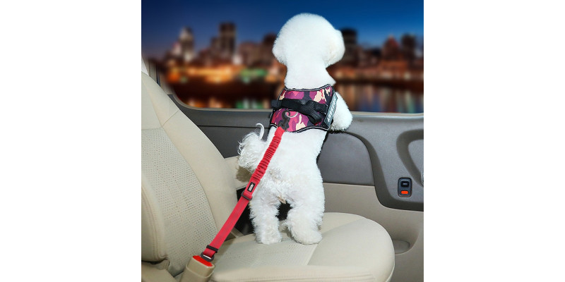 Mały pies przypięty pasem bezpieczeństwa w samochodzie