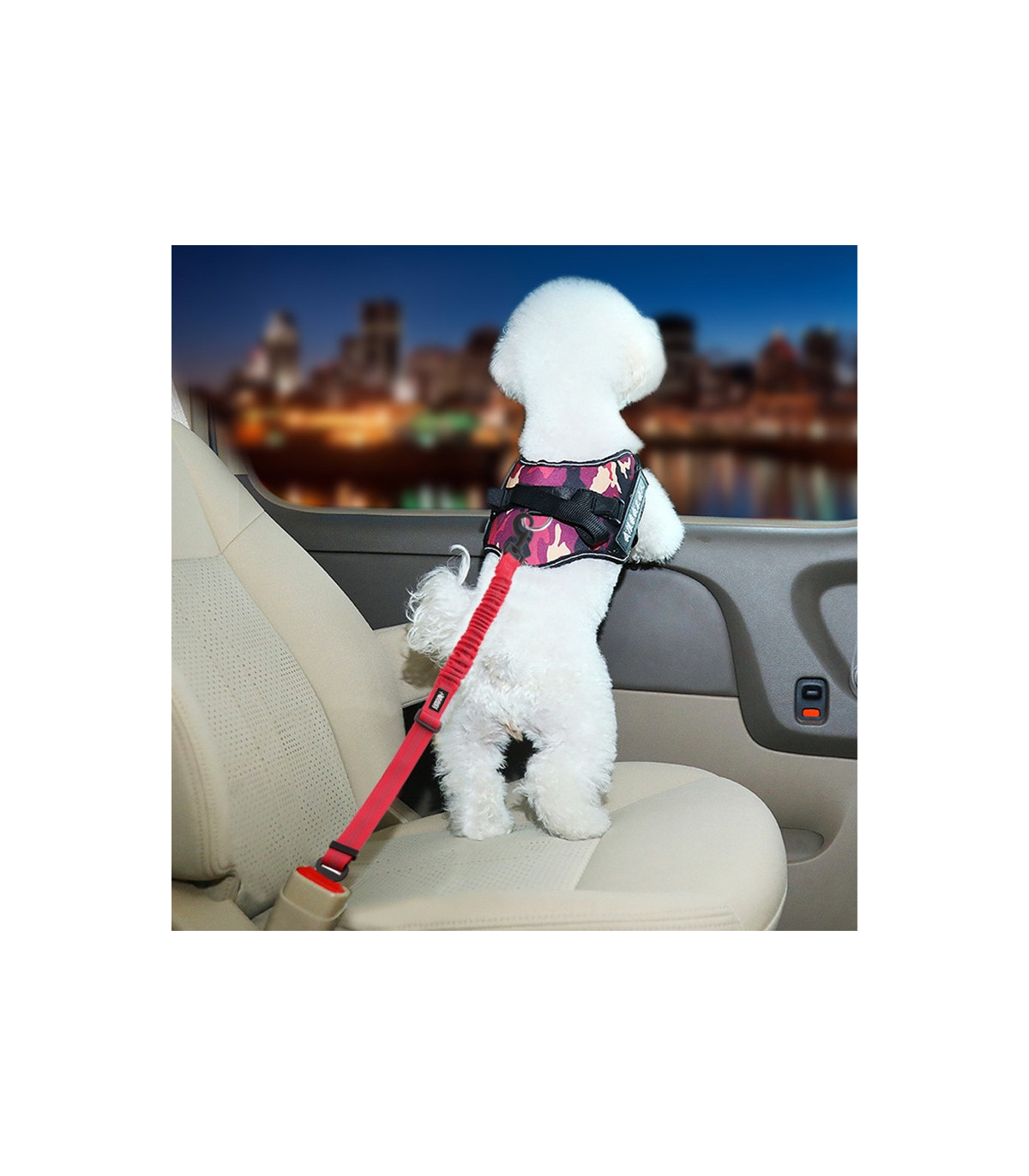 Mały pies przypięty pasem bezpieczeństwa w samochodzie