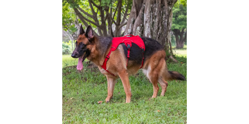 owczarek niemiecki w szelkach antyucieczkowych czerwonych