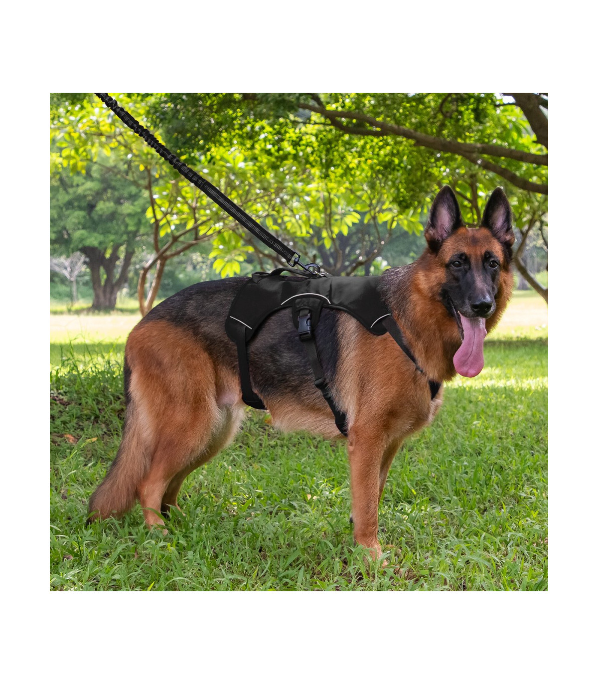 owczarek niemiecki w szelkach antyucieczkowych czarnych