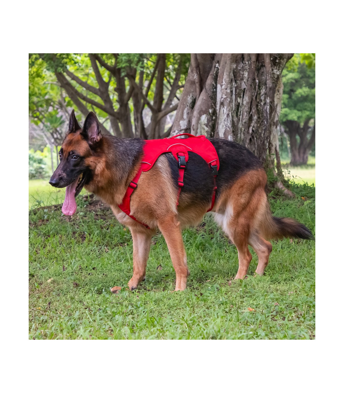 owczarek niemiecki w szelkach antyucieczkowych czerwonych