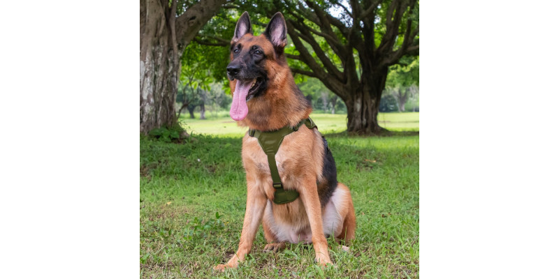 owczarek niemiecki w szelkach antyucieczkowych zielonych
