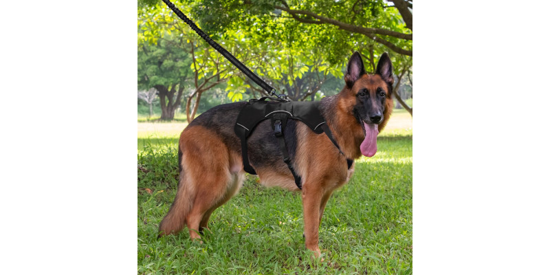 owczarek niemiecki w szelkach antyucieczkowych czarnych