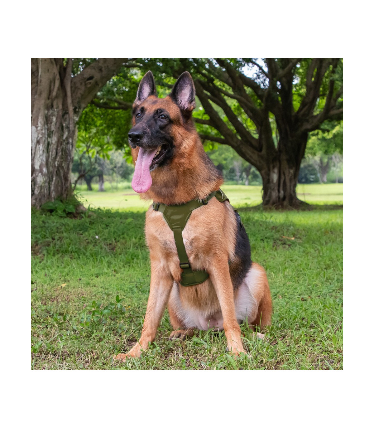 owczarek niemiecki w szelkach antyucieczkowych zielonych