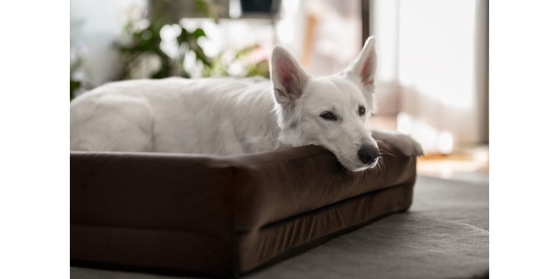 Legowisko ortopedyczne welurowe HUGGY DOGGY Harmony turkusowe