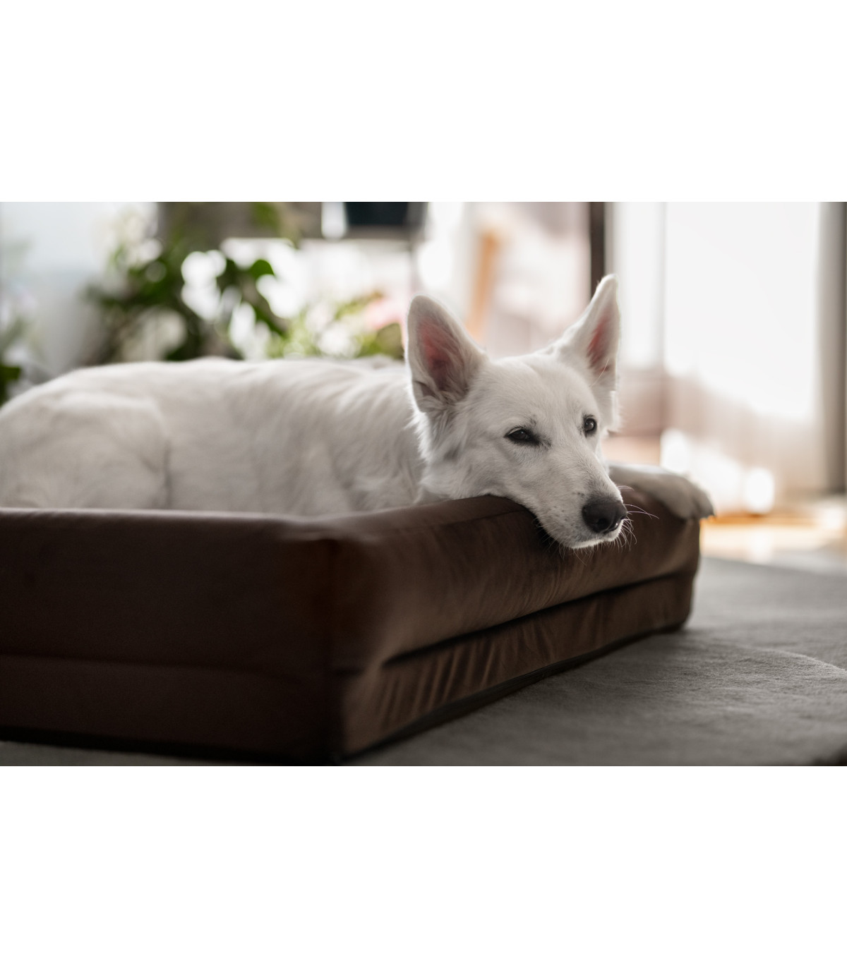 Legowisko ortopedyczne welurowe HUGGY DOGGY Harmony turkusowe