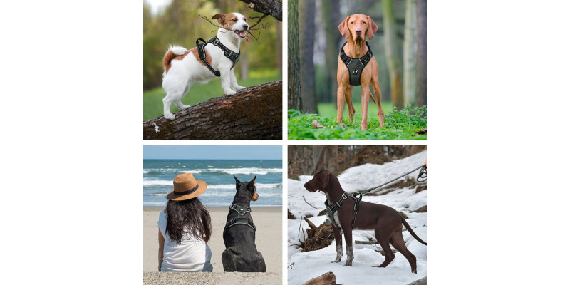 Różne rasy psów w szarych szelkach Walky Guard od HUGGY DOGGY