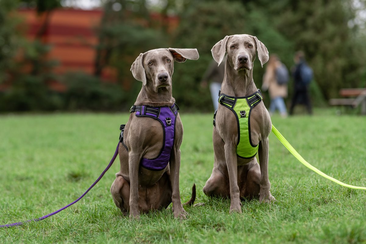 Dwa wyżły weimarskie w zielonych i fioletowych szelkach typu guard marki HUGGY DOGGY siedzą na trawniku