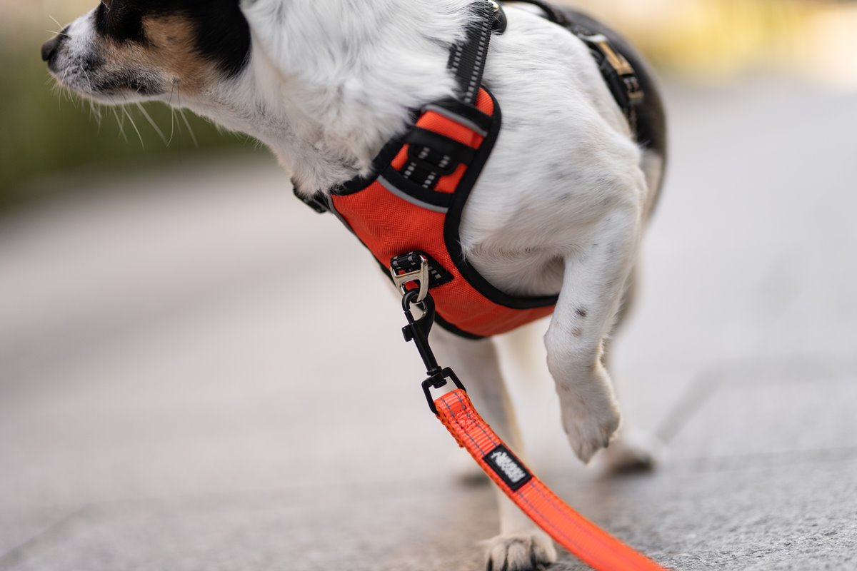 Kundelek na spacerze w pomarańczowych szelkach guard od HUGY DOGGY