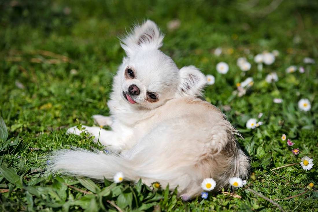 Biała odmiana rasy chihuahua leży na zielonej trawie.