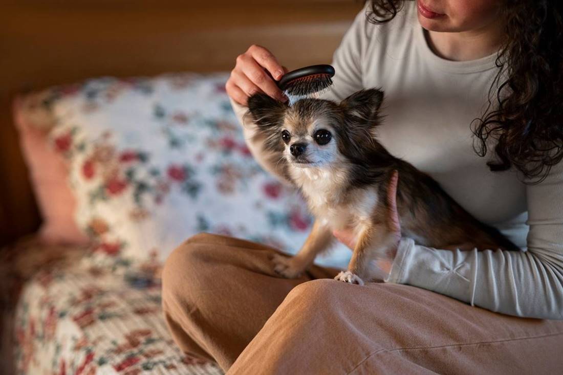 Pielęgnacja rasy chihuahua, opiekun czesze tego małego pieska.