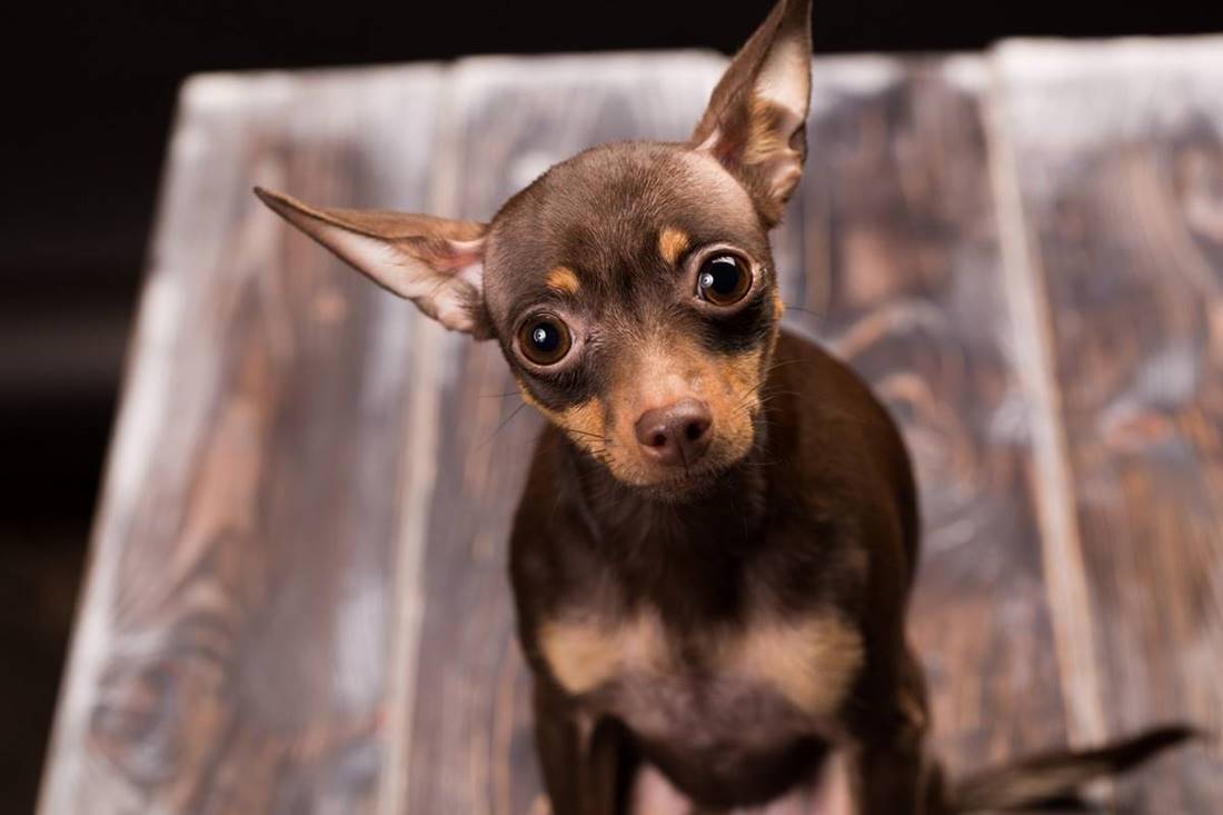 Pies rasy chihuahua brązowy krótkowłosy szczegółowy wygląda brązowej odmiany.