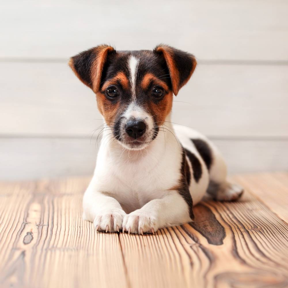 szczeniak rasy jack russell terrier leżący na podłodze.