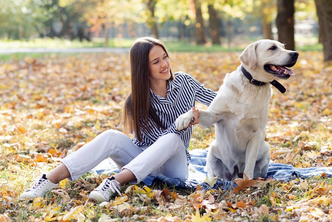 dorosły pies rasy labrador retriever siedzi z opiekunem w parku 