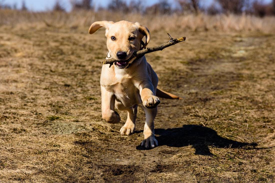 szczeniak rasy labradora retrievera biegnie z patykiem w pysku