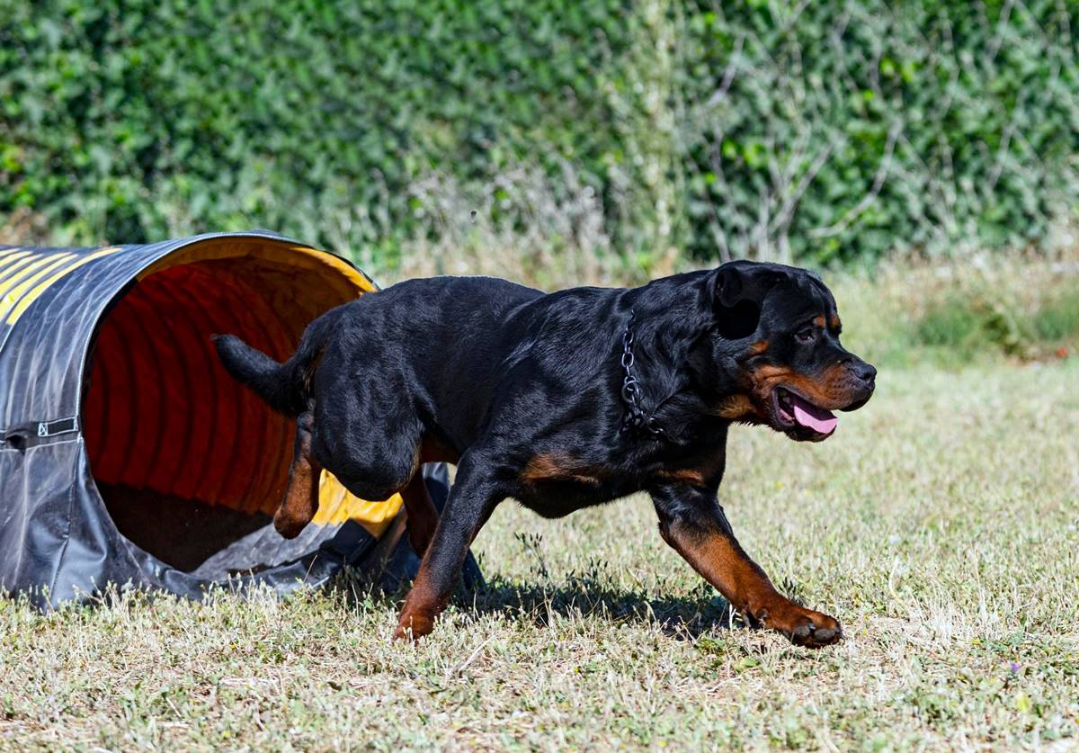 Rottweiler czarny w trakcie szkolenia, biegnący przez czarną rurę, która jest przeszkodą na torze trenerskim. 