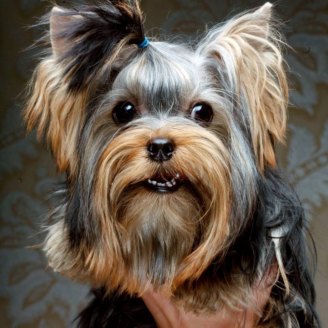 Yorkshire terrier  szczegółowy wygląd rasy uszy, oczy, nos oraz włosy yorka