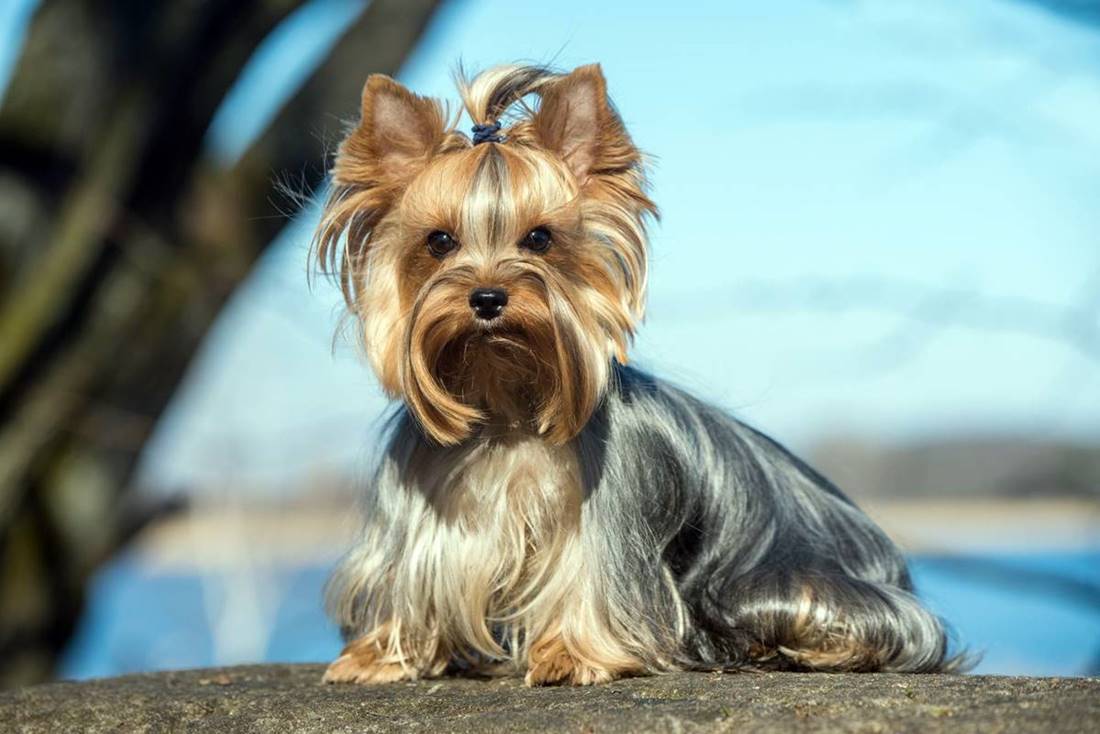 Siedzący yorkshire terrier na twardym podłożu w tle woda, prezentuje swój wystawy wygląd w pięknej scenerii.