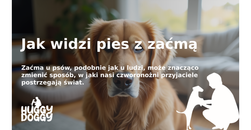 Jak widzi pies z zaćmą: Zrozumienie zmian w psim wzroku