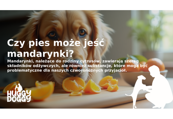 Czy pies może jeść mandarynki? Odkrywamy fakty i mity