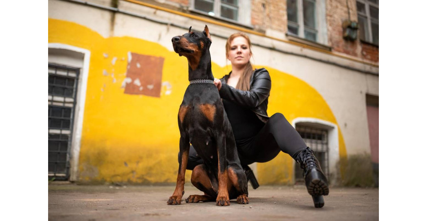 Doberman - wierny przyjaciel i obrońca rodziny