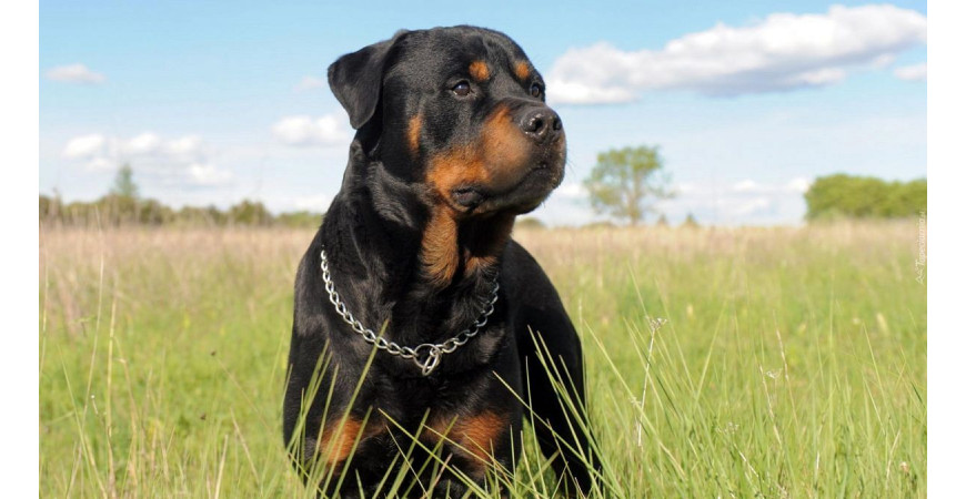 Rottweiler – siła, lojalność i oddanie. Czy to pies dla Ciebie?