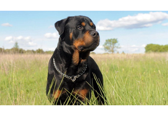 Rottweiler – siła, lojalność i oddanie. Czy to pies dla Ciebie?