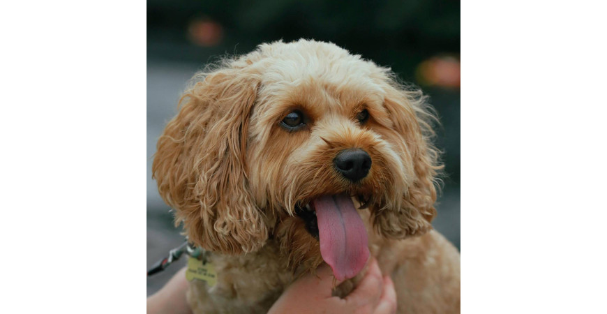 Cavapoo - najlepszy przewodnik po tym wesołym i czułym piesku