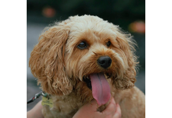 Cavapoo - najlepszy przewodnik po tym wesołym i czułym piesku