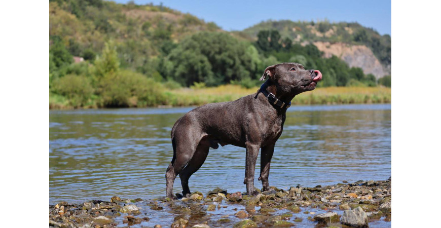 Staffordshire bull terrier (staffik) – siła i oddanie w małym ciele