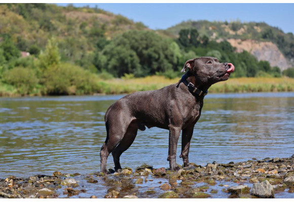 Staffordshire bull terrier (staffik) – siła i oddanie w małym ciele