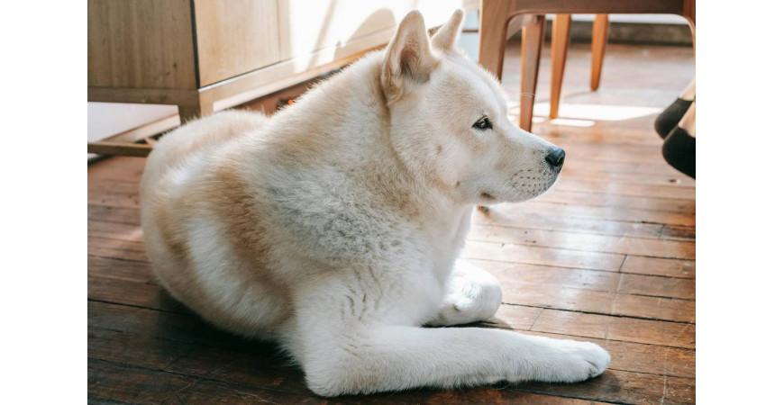 Akita inu - niezłomny, wierny i odważny pies z Japonii