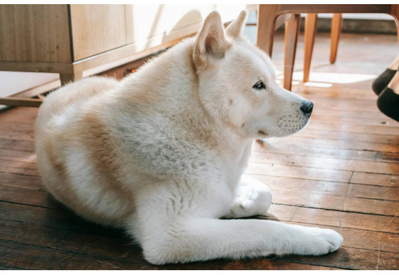 Akita inu - niezłomny, wierny i odważny pies z Japonii