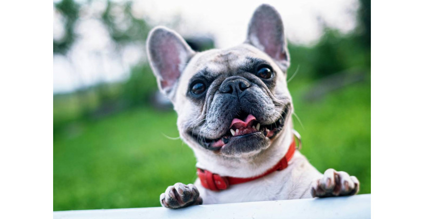 Jak pomóc psu w przystosowaniu się do nowych miejsc?