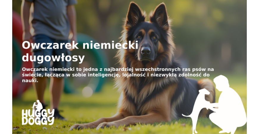 Owczarek niemiecki długowłosy