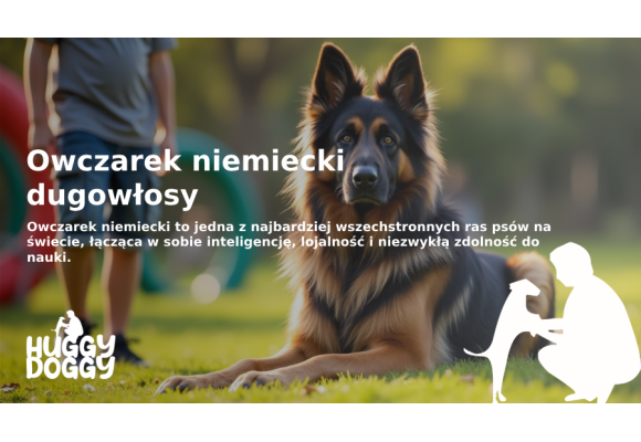 Owczarek niemiecki długowłosy