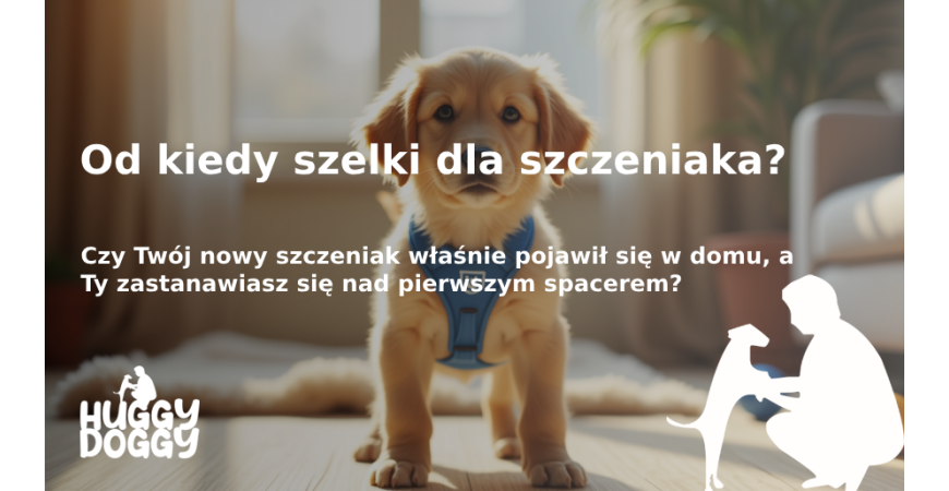 Od kiedy szelki dla szczeniaka? Porady dla nowych właścicieli