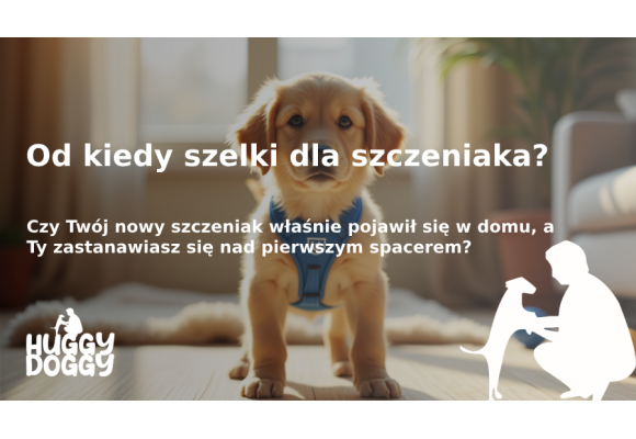 Od kiedy szelki dla szczeniaka? Porady dla nowych właścicieli